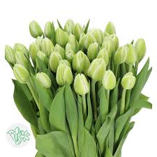 Tulip Dbl White Heart